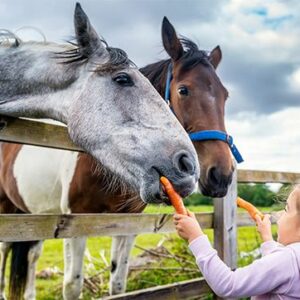 Adoptuj zwierza na 1 dzień - zostań opiekunem konia lub osła na jeden wyjątkowy dzień