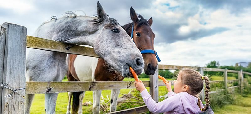 Adoptuj zwierza na 1 dzień - zostań opiekunem konia lub osła na jeden wyjątkowy dzień