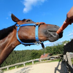 Kup marchewkę na tydzień - pomarańczowy uśmiech dla kopytnych
