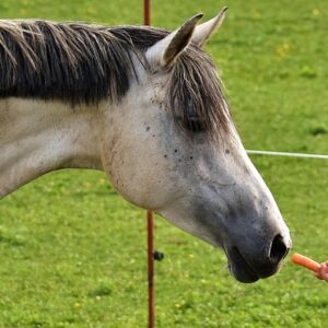 Podaruj kopytnym marchewkę na miesiąc - pomarańczowy uśmiech dla zranionych serc
