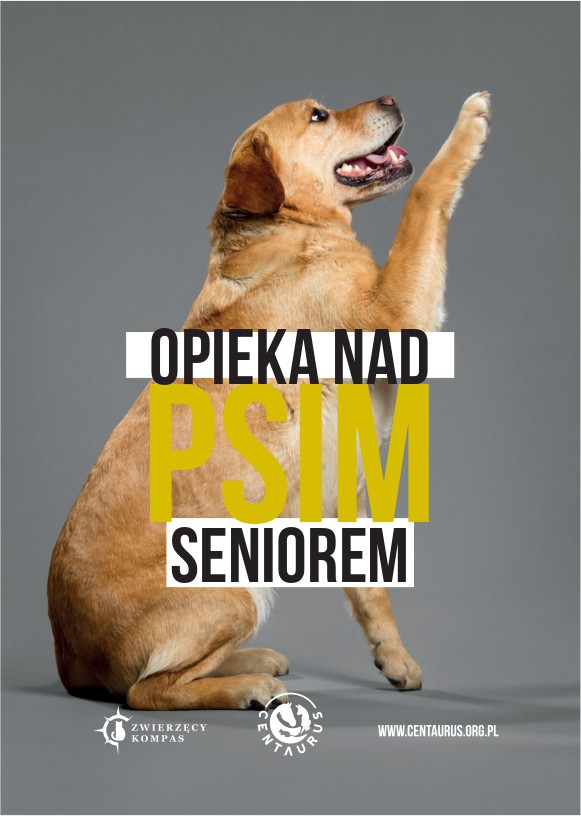 Opieka nad psim seniorem
