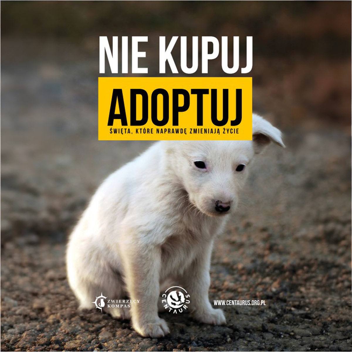 Nie kupuj, adoptuj - dokonaj mądrego wyboru