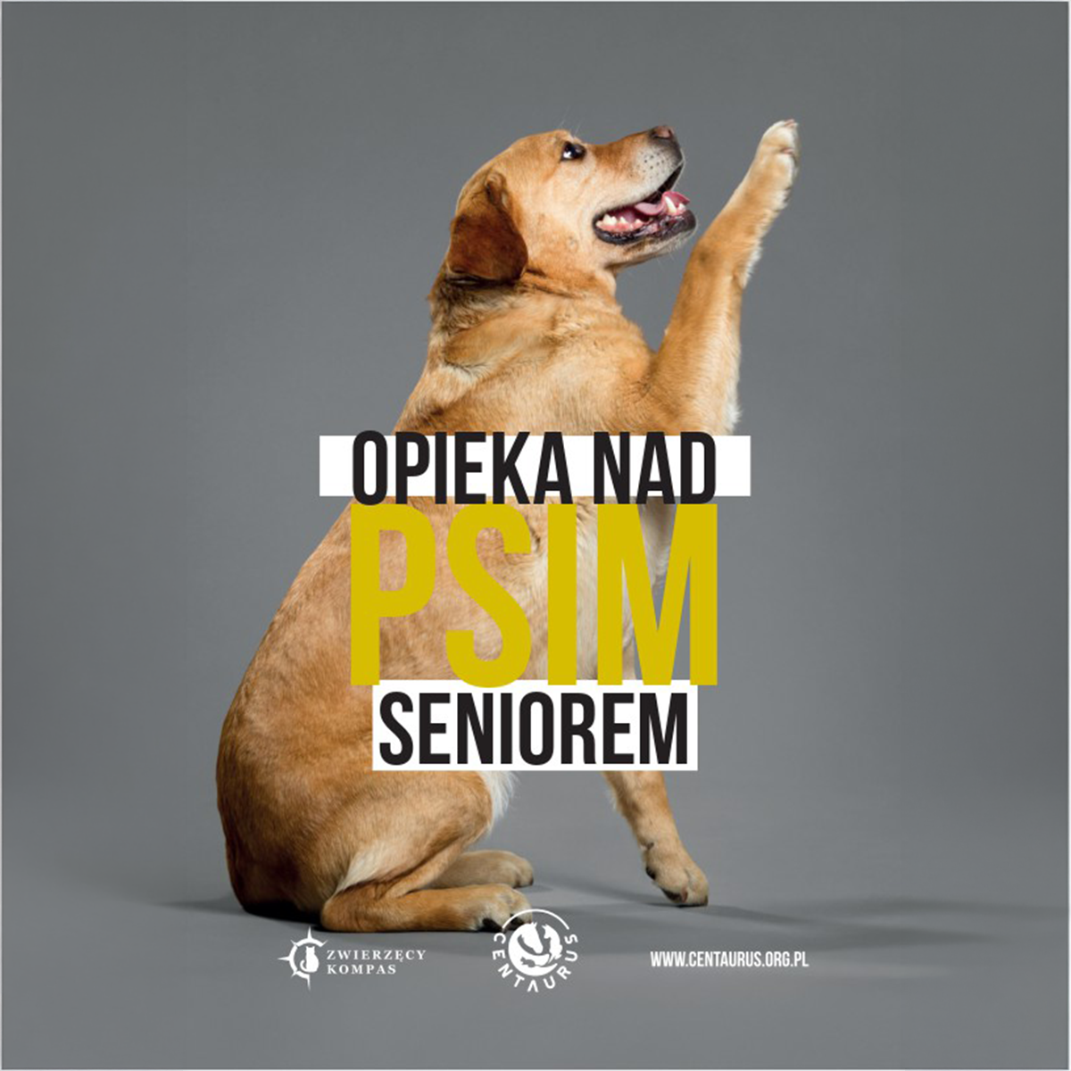 Opieka nad psim seniorem - poradnik